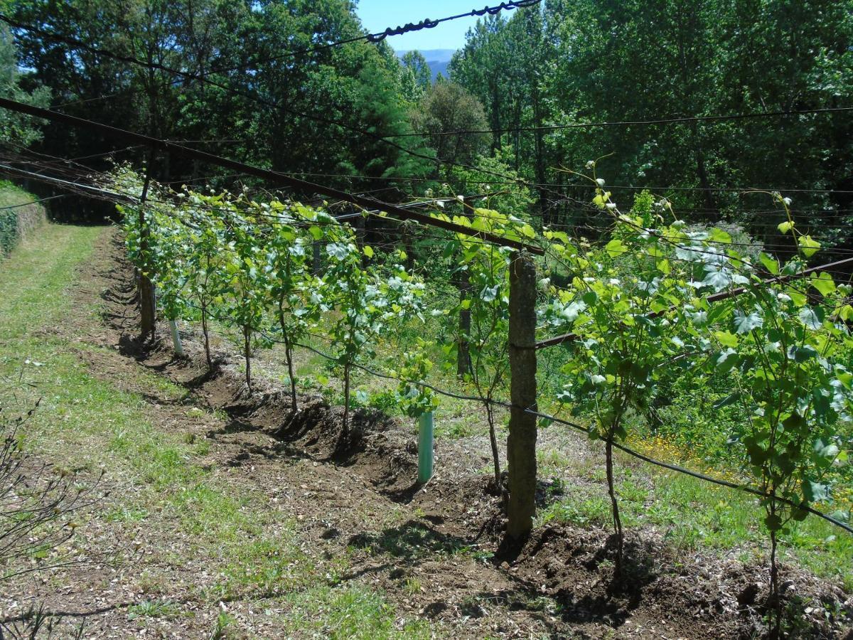 Quinta Da Chouza Agroturismo E Enoturismo Celorico De Basto Buitenkant foto