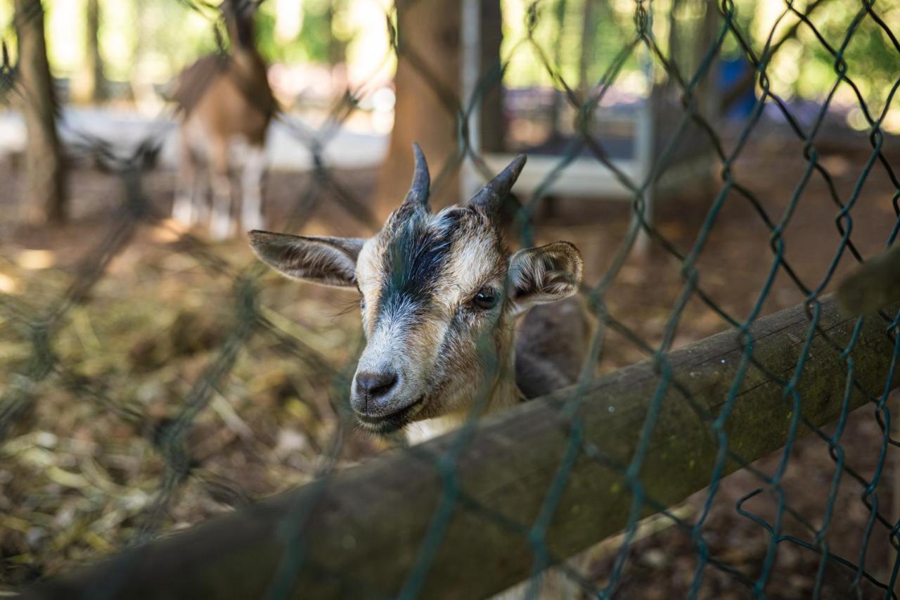 Quinta Da Chouza Agroturismo E Enoturismo Celorico De Basto Buitenkant foto