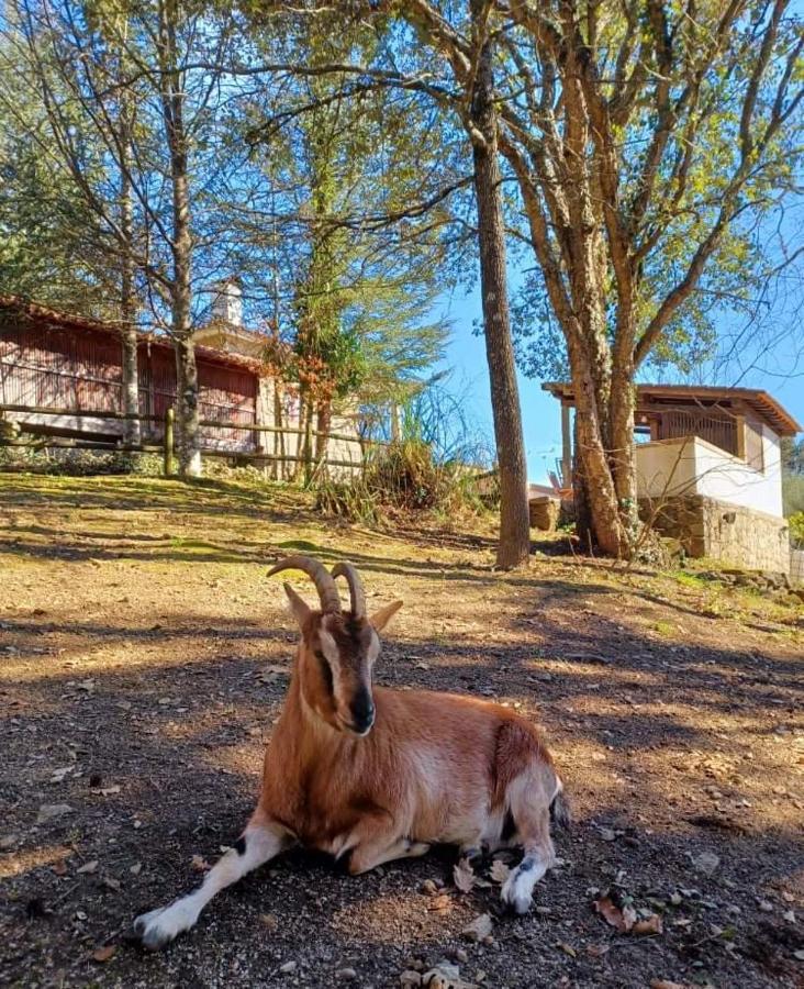 Quinta Da Chouza Agroturismo E Enoturismo Celorico De Basto Buitenkant foto